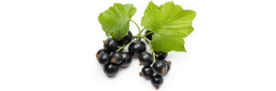 Huile végétale de Cassis